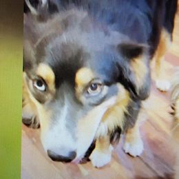 doesn't have one - Australian Shepherd