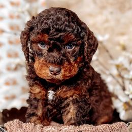 Peter - Chocolate male Australian Labradoodle puppy in Decatur, Alabama from Southern Meadows Doodles