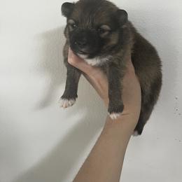Pomeranian Puppies from Divine Valley Poms
