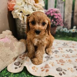 Mason - Red male Cavapoo puppy in Lebanon, Missouri from Leerose Puppies