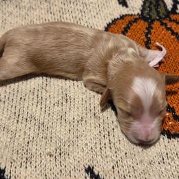 AKC Purple Collar - Piebald female Dachshund puppy in Mesa, Arizona from Diamondback Doxie