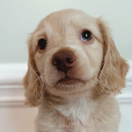 Dachshunds from Lucy’s Mini Doxies