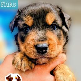 Fluke - Blue merle male Miniature Australian Shepherd puppy in Punta Gorda, Florida from Christie's Creekside Aussies