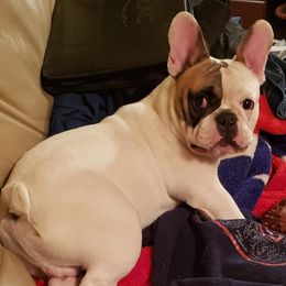 American Bulldogs and French Bulldogs from Jemms Kennels