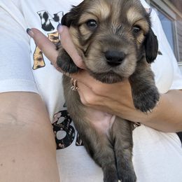 Jack - Cream male Dachshund puppy in Lubbock, Texas from It’s a Hot Mess