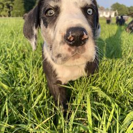 Great Dane Puppies from Virginia Great Danes