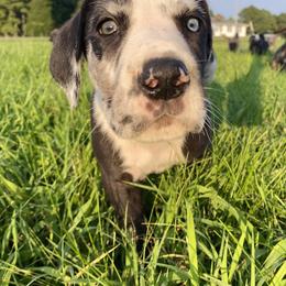 Great Dane Puppies from Virginia Great Danes