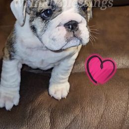 Cassia - Red brindle and white Bulldog puppy in Granville, Iowa from Wrinkly Blessings English Bulldogs