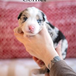 COMET - Blue merle male Miniature American Shepherd puppy in Puyallup, Washington from TRAILS END GEMINI
