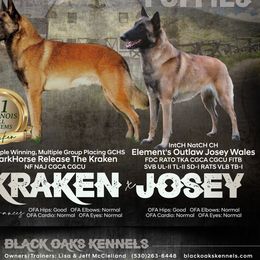 Belgian Malinois from Black Oaks Kennels