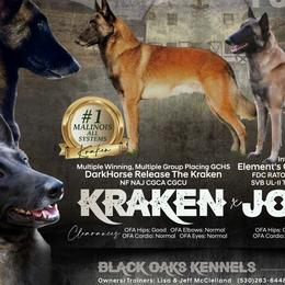 Belgian Malinois from Black Oaks Kennels