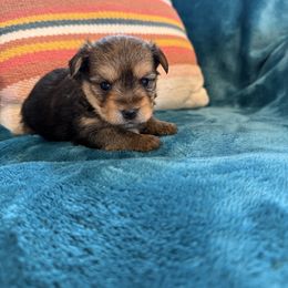 Male 1 - Black and tan male Morkie puppy in Ludlow, Missouri from Countryside Doodles and Mohr