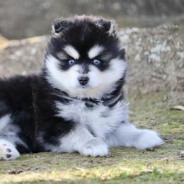 Toodle Doo - Black and white male Pomsky puppy in Denham Springs, Louisiana from Bayouland Pomskies