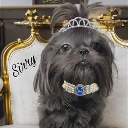 Sirry - Shih Tzu