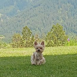 Companion Crosses from Meadows Morkiepoos