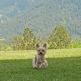Companion Crosses from Meadows Morkiepoos