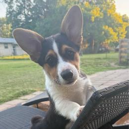 Clark - Male 1 - Black and tan male Pembroke Welsh Corgi puppy in Cooper, Texas from S7 Corgis and Chaos