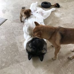 Shiba Inu Puppies from Absolute Shibas