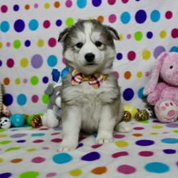 Heidi - Gray and white female Siberian Husky puppy in Lunenburg, Vermont from SNOW WOOLY HUSKY