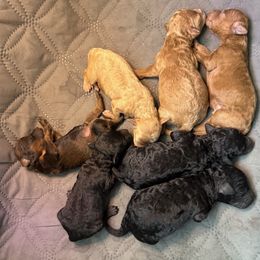 4th pick of litter - Black male Poodle puppy in Canfield, Ohio from Poo's Doo's & Inu's