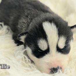 Tillie - Black and white female Siberian Husky puppy in Hebron, Kentucky from Glacier Run Huskies