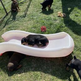 Doberman Pinscher Puppies from Jensen Dobermans