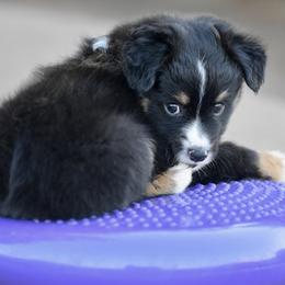 Valentino - Black tri male Toy Australian Shepherd puppy in Wichita Falls, Texas from Shooting Stars Ranch Toy and Mini Aussies