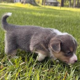 Florence - Black and tan female Pembroke Welsh Corgi puppy in Trout, Louisiana from Miss Red's Corgi Farm