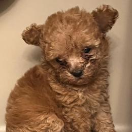 Poodles from Zoway's Poodles