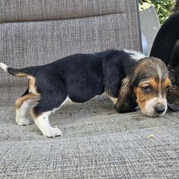 Girl 1 - Black brown and white female Basset Hound puppy in Pleasant Lake, Michigan from Pleasant Bay Basset Hounds