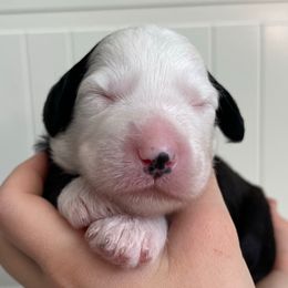 Light blue - Black and white female Sheepadoodle puppy in Archer, Florida from Gainesville Sheepadoodles