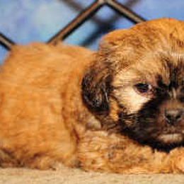 Shih Tzus from Rocky Mtn Shih Tzu