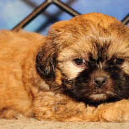 Shih Tzus from Rocky Mtn Shih Tzu