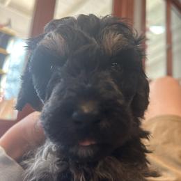 Light Green Collar - Phantom male Bernedoodle puppy in Riverside, California from Wimbledon Bernedoodles