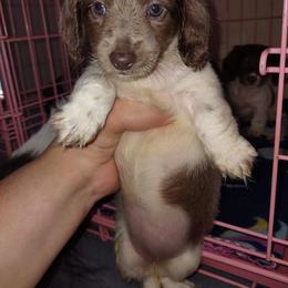 Dachshund Puppies from River of Hidden Dachshund's