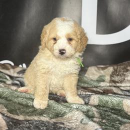 REMINGTON - Red male Bernedoodle puppy in Corpus Christi, Texas from The Henke Doodles