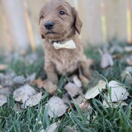 Edgar-Gray - Apricot male Goldendoodle puppy in Casper, Wyoming from 307 Doodles