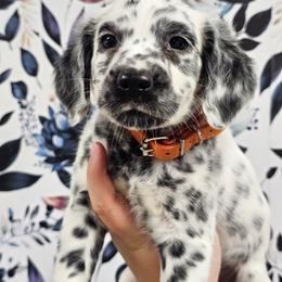 Poalroid- Long Coat - White and black male Dalmatian puppy in Gray, Georgia from Fuller Spots