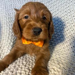 Orange - Red  male Goldendoodle puppy in Buda, Texas from Anita’s Doodles