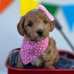 Abbey - Apricot female Goldendoodle puppy in Payson, Utah from Missy Doodles