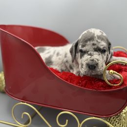 Angel - Merle female Great Dane puppy in Grand Junction, Colorado from Top Brackett Danes