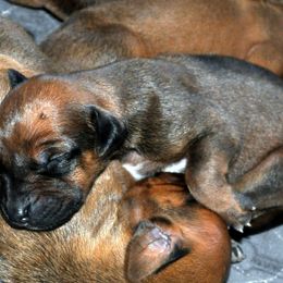 No name - Rd whtn blk nose Rhodesian Ridgeback puppy in Bronson, Florida from Chioke Rhodesians