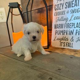 Blake-Ready now - White male Maltese puppy in Asheville, North Carolina from TCBs Glowing Maltese