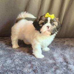 Chess - Tricolor female Shih Tzu puppy in Memphis, Tennessee from Thorntons Fur Crew
