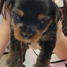 Blackey - Black and tan male Yorkshire Terrier puppy in Chickasha, Oklahoma from SISSYS YORKIES