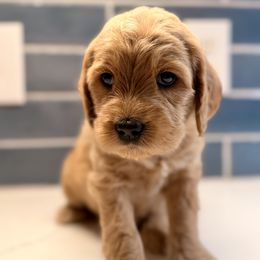 Sugar Cookie - Apricot female Goldendoodle puppy in Silverdale, Washington from King Family Doodles