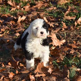 Old English Sheepdog Puppies from Prata's OES