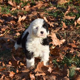 Old English Sheepdog Puppies from Prata's OES