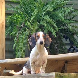 Lacy - Dachshund