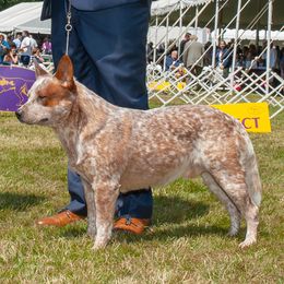 Chrome - Australian Cattle Dog